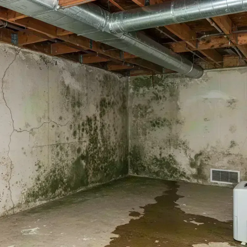 Professional Mold Removal in Ludlow, KY